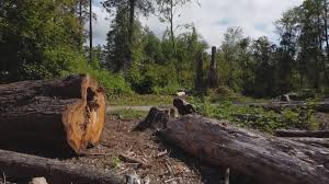 Best Leaf Removal  in Denver City, TX