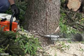 Best Hazardous Tree Removal  in Denver City, TX