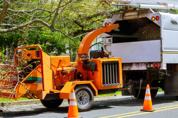 Best Arborist Consultation Services  in Denver City, TX