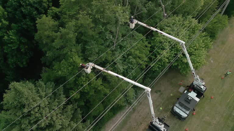 Best Tree Trimming and Pruning  in Denver City, TX