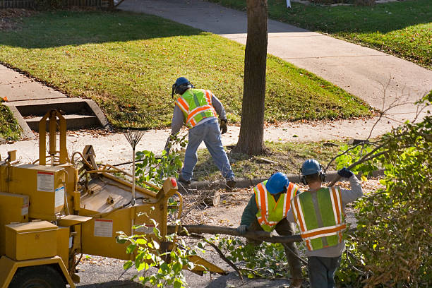 Best Firewood Processing and Delivery  in Denver City, TX